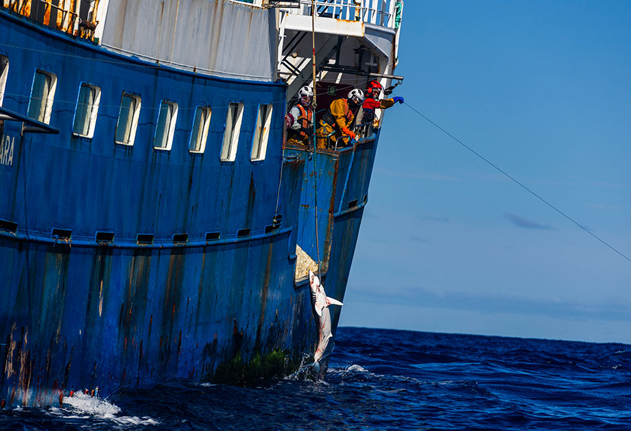 Greenpeace 1
