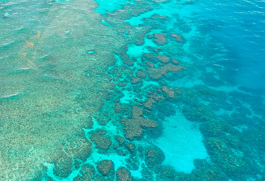 Coral