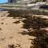 Algas Cascais