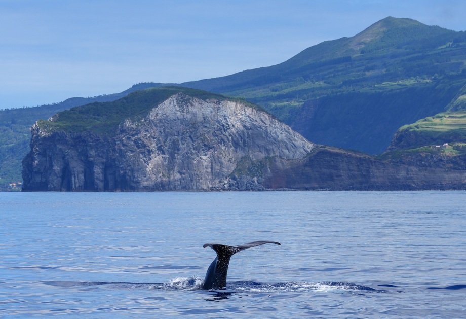 Acores Baleia