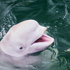 Beluga