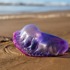 Portuguese Man O War 7576019 1920 (1)
