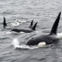 Orcas