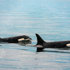 Orcas