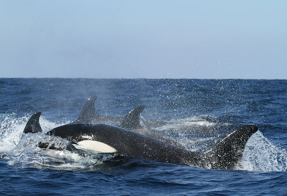 Orcas