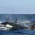 Orcas
